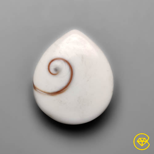 Shiva Eye Shell