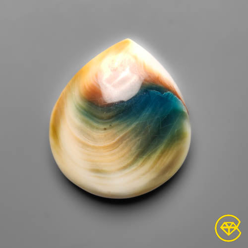Shiva Eye Shell