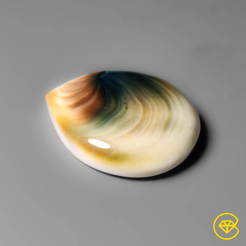 Shiva Eye Shell
