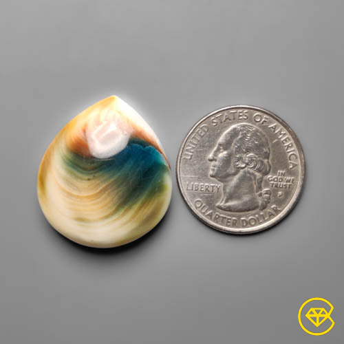 Shiva Eye Shell