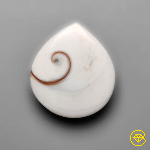 Shiva Eye Shell