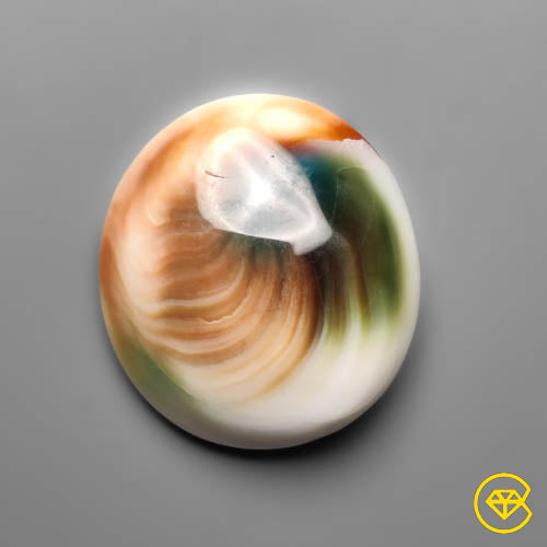 Shiva Eye Shell