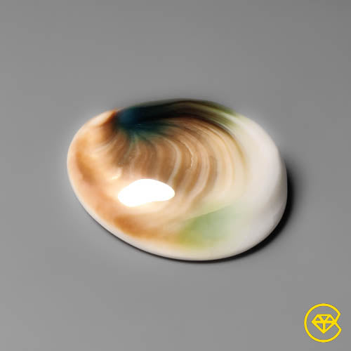 Shiva Eye Shell