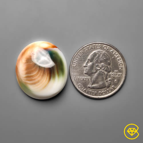 Shiva Eye Shell