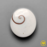 Shiva Eye Shell
