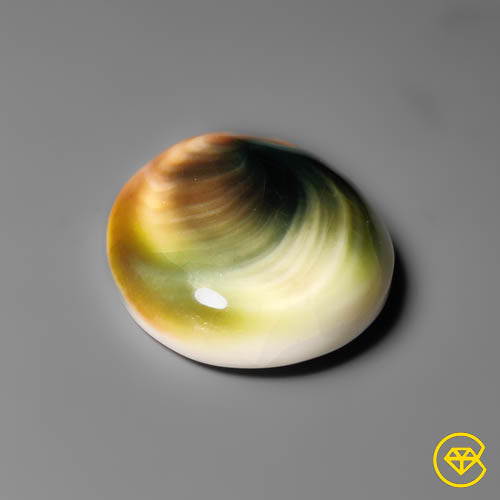 Shiva Eye Shell
