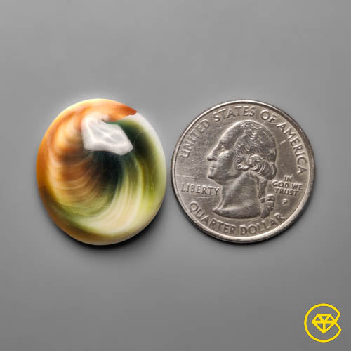 Shiva Eye Shell
