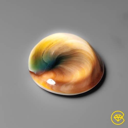 Shiva Eye Shell