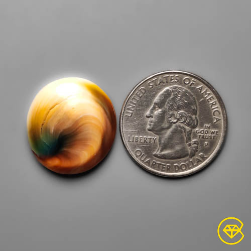 Shiva Eye Shell