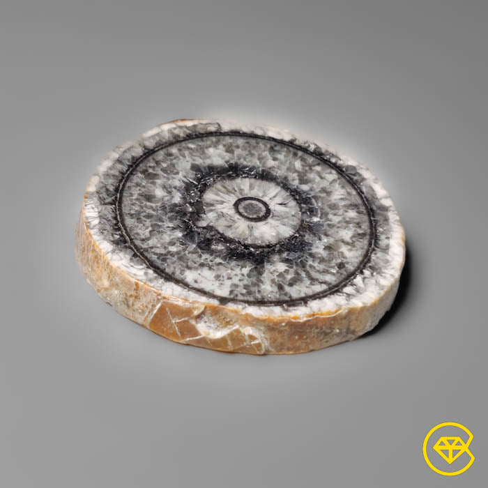 Orthoceras Fossil