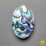 Abalone Shell