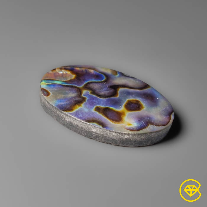 Abalone Shell