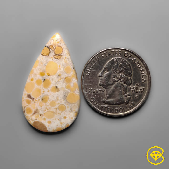 Cobra Jasper