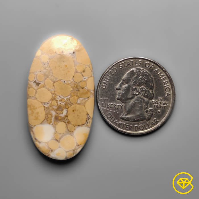 Cobra Jasper