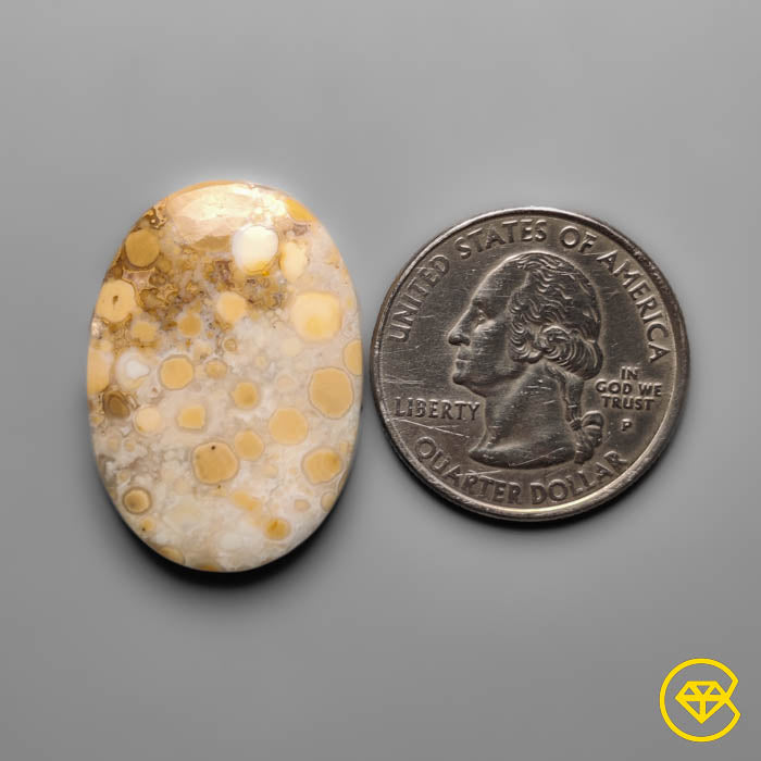 Cobra Jasper