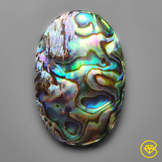 Abalone Shell