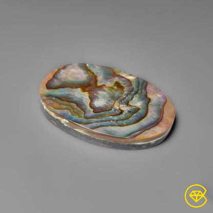 Abalone Shell