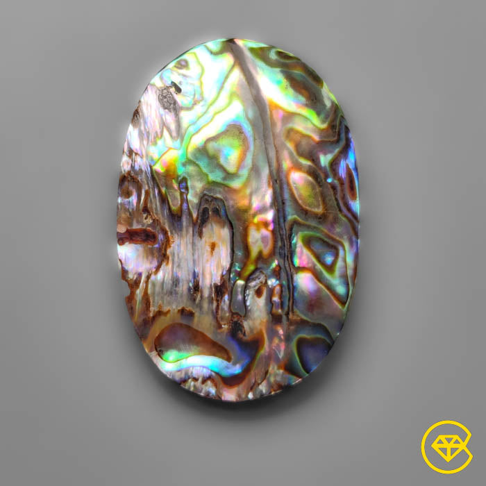 Abalone Shell
