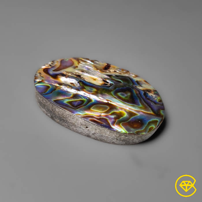 Abalone Shell