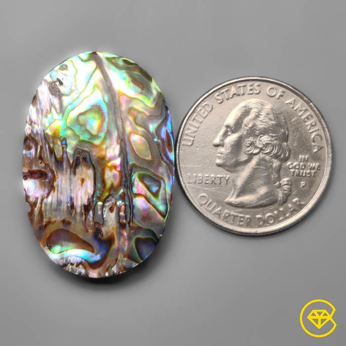 Abalone Shell