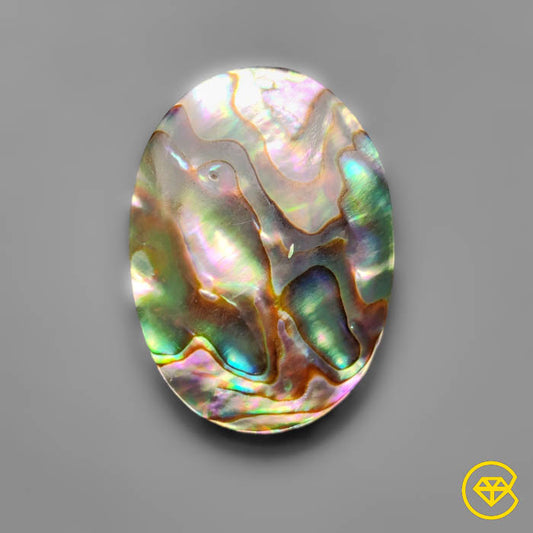 Abalone Shell