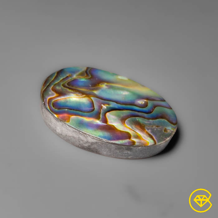 Abalone Shell