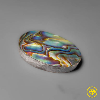 Abalone Shell