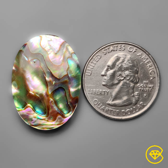 Abalone Shell