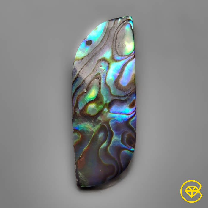 Abalone Shell