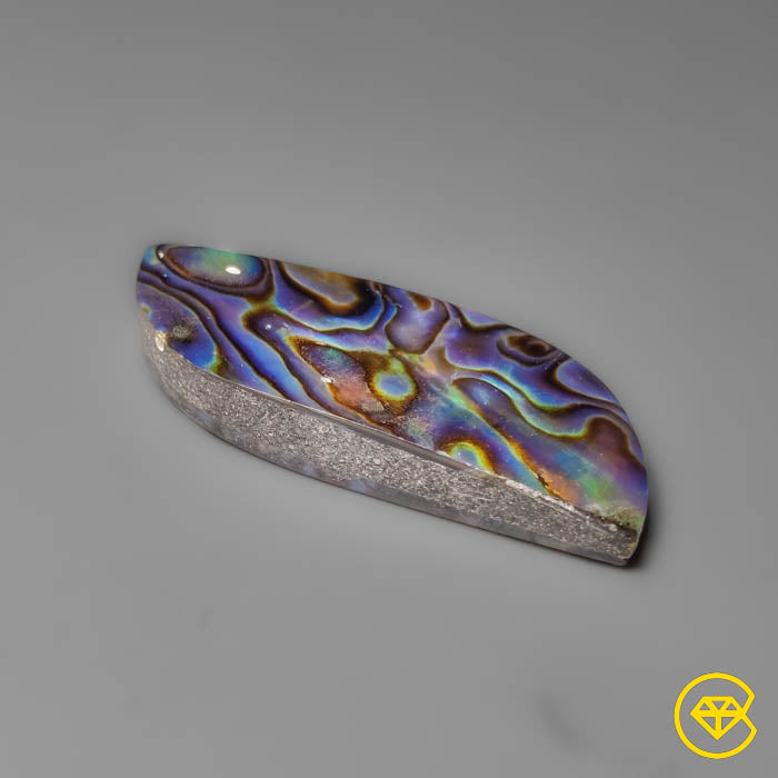 Abalone Shell