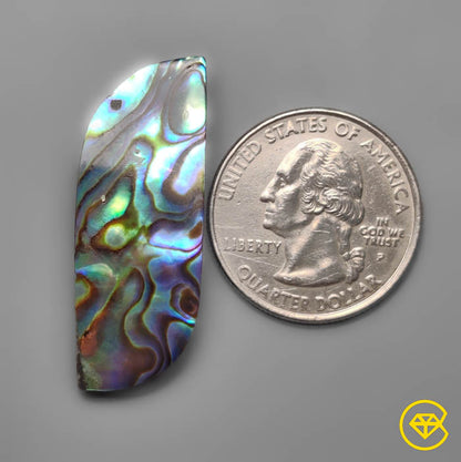 Abalone Shell