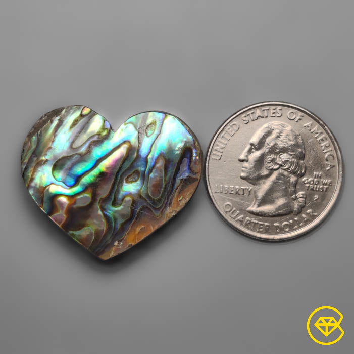 Abalone Shell