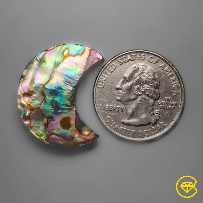 Abalone Shell