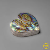 Abalone Shell