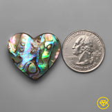 Abalone Shell