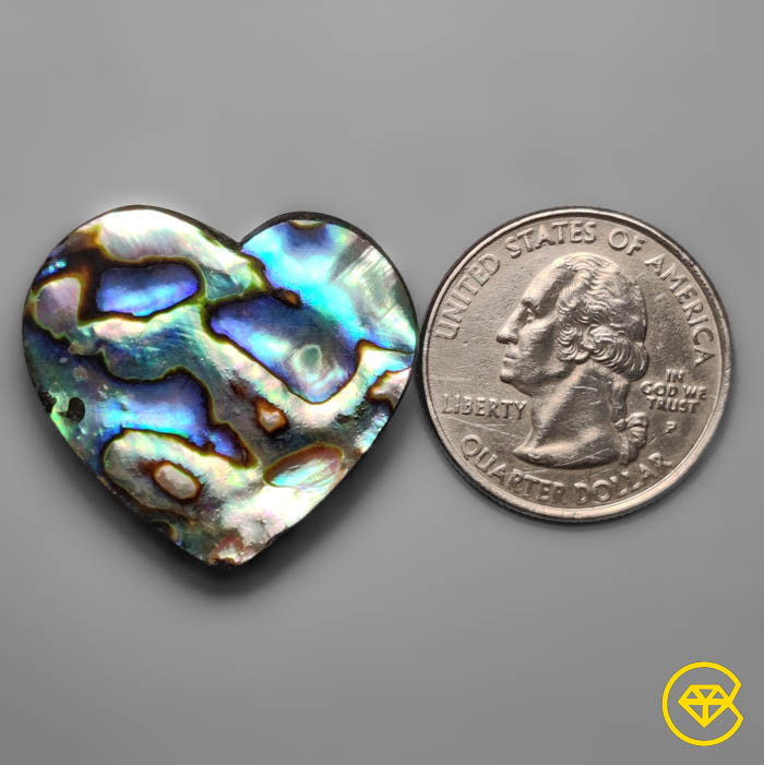 Abalone Shell