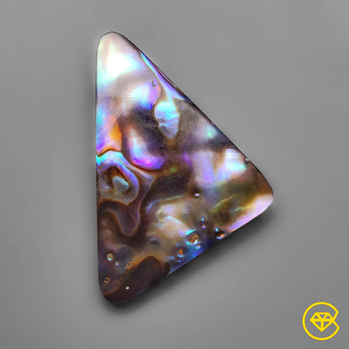 Abalone Shell