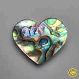 Abalone Shell