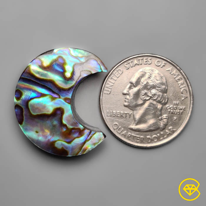 Abalone Shell