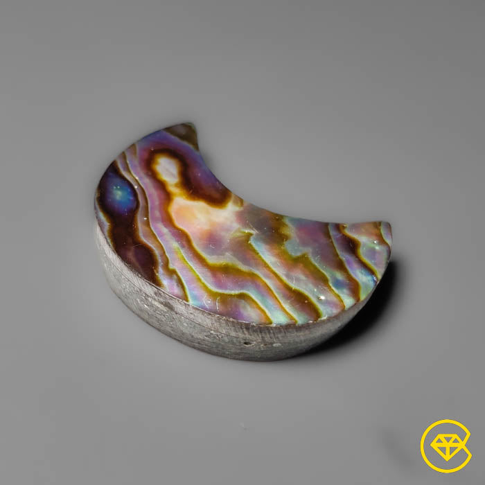 Abalone Shell