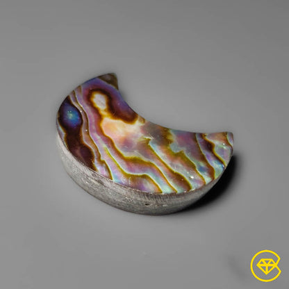 Abalone Shell