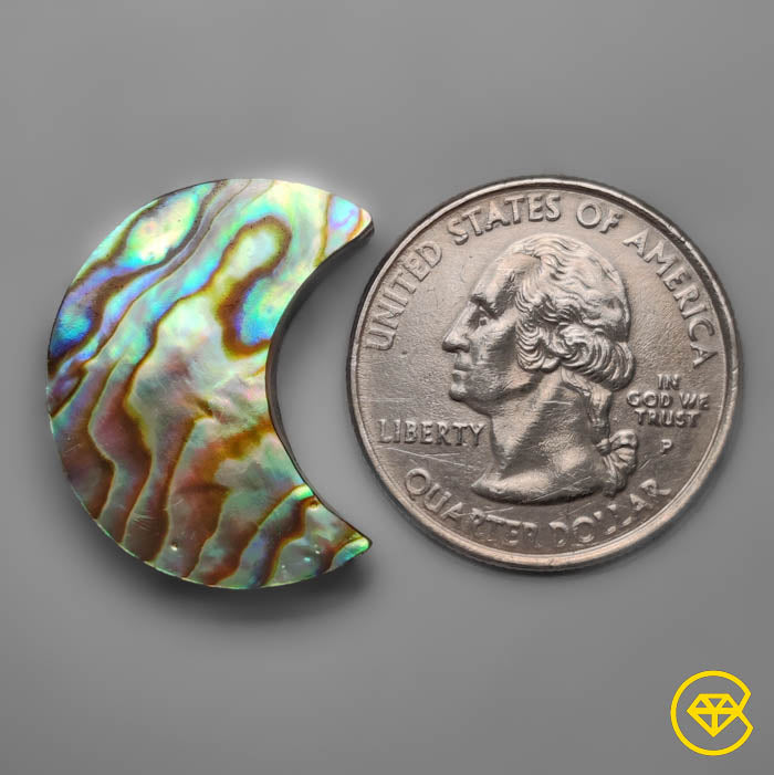 Abalone Shell