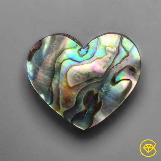 Abalone Shell