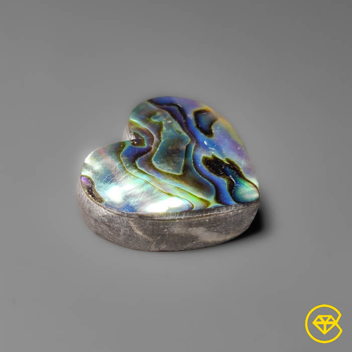 Abalone Shell