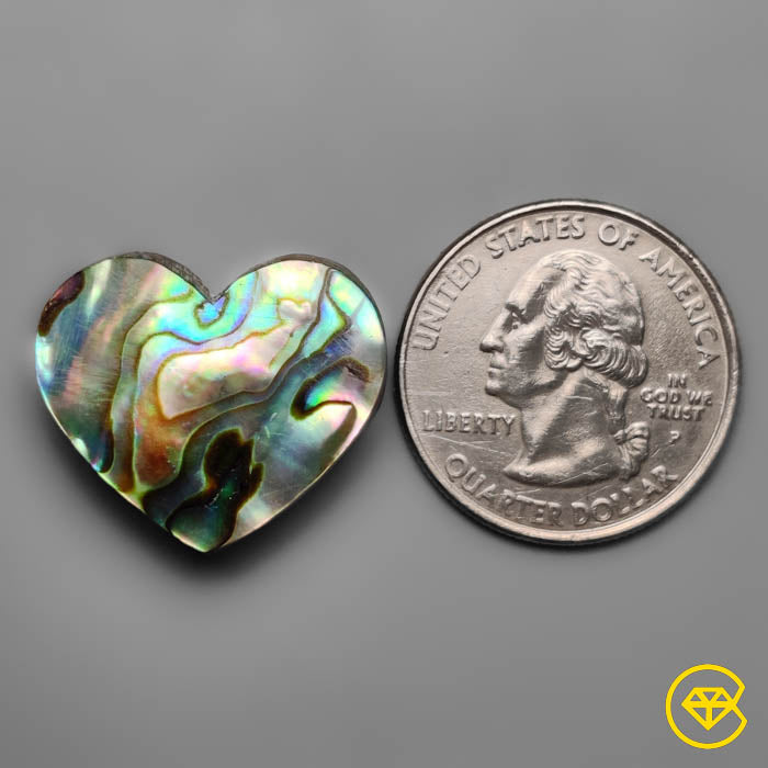Abalone Shell