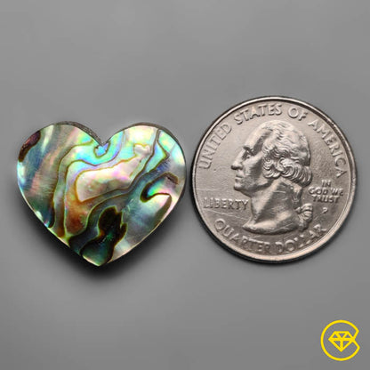 Abalone Shell
