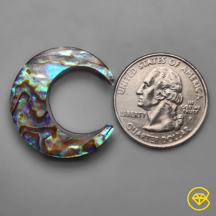 Abalone Shell