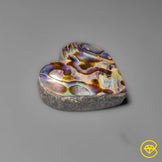 Abalone Shell
