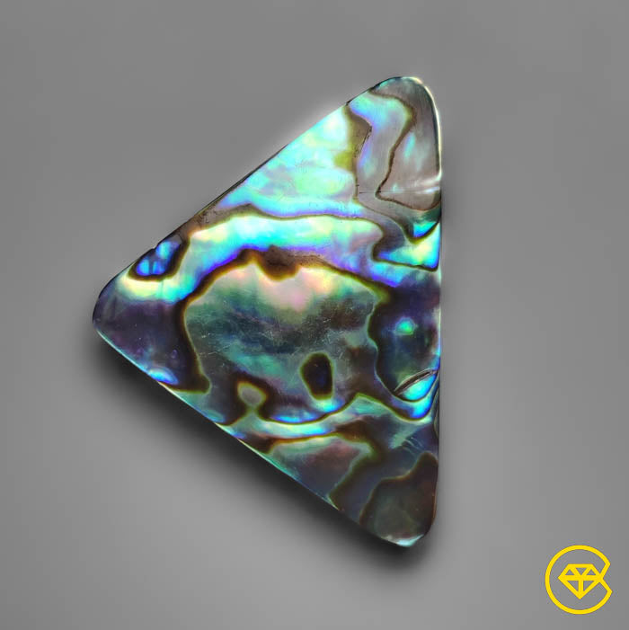 Abalone Shell