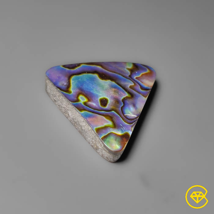 Abalone Shell